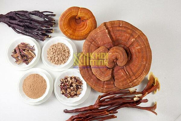 Top 5 các loại nấm linh chi rừng Việt Nam và Công dụng của từng loại